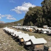 Herbs and Wild Flowers  Organic Honey from Vikos Gorge - Nomad 250gr 